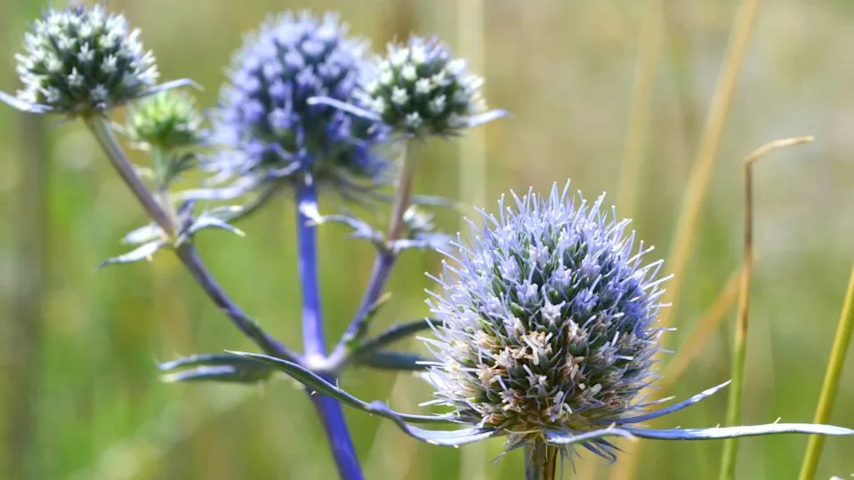 blue thistle