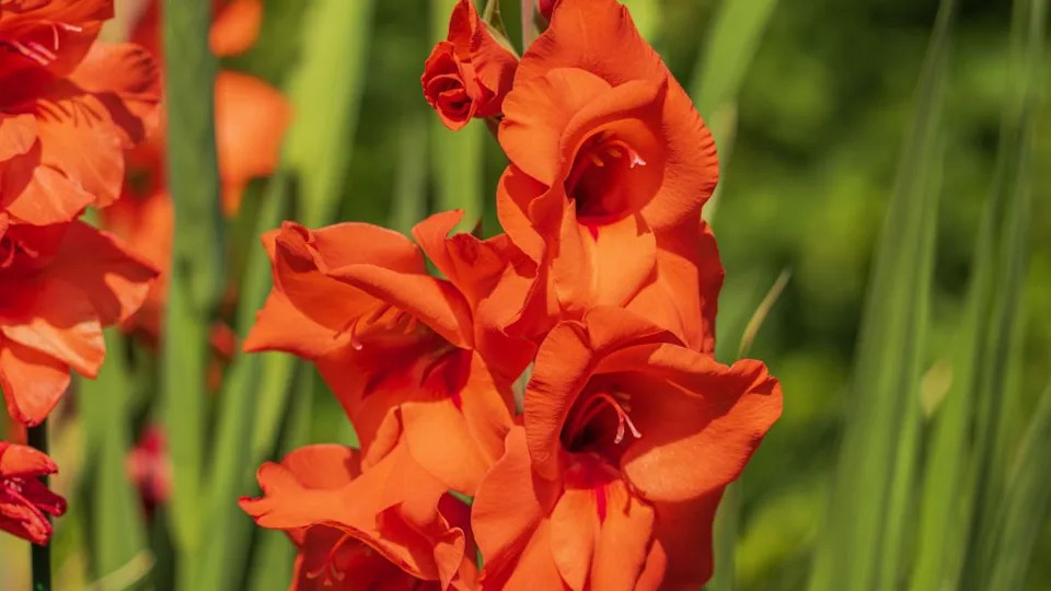 Gladiolus