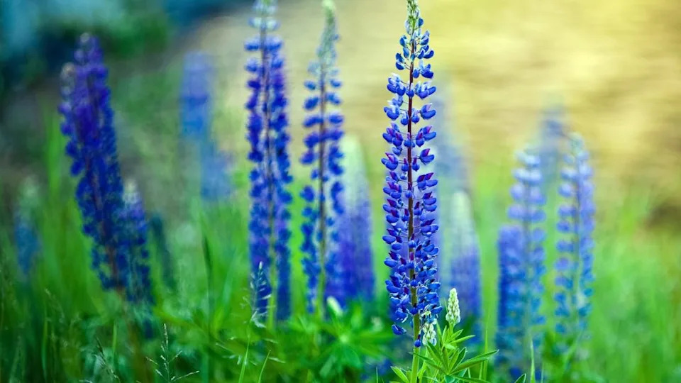 Lupins growing wild and flowering