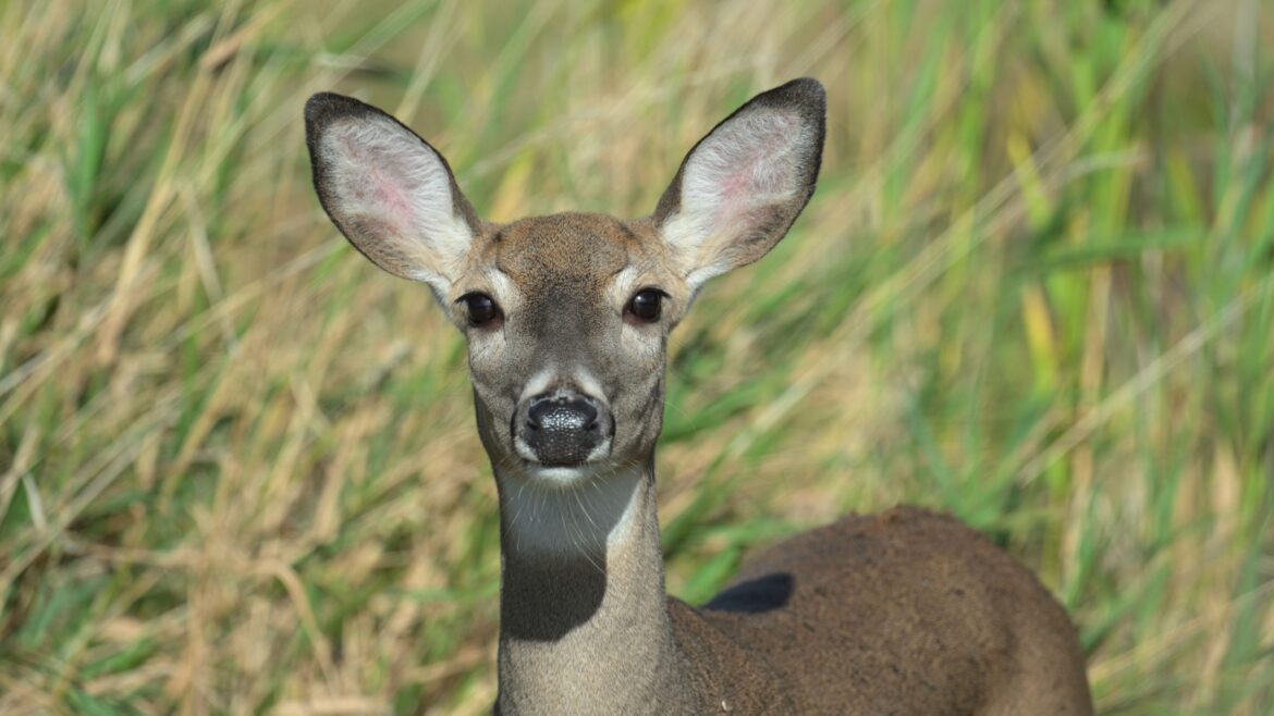 What’s the best way to keep Bambi out of your yard? What's the best way to keep Bambi out of your yard?