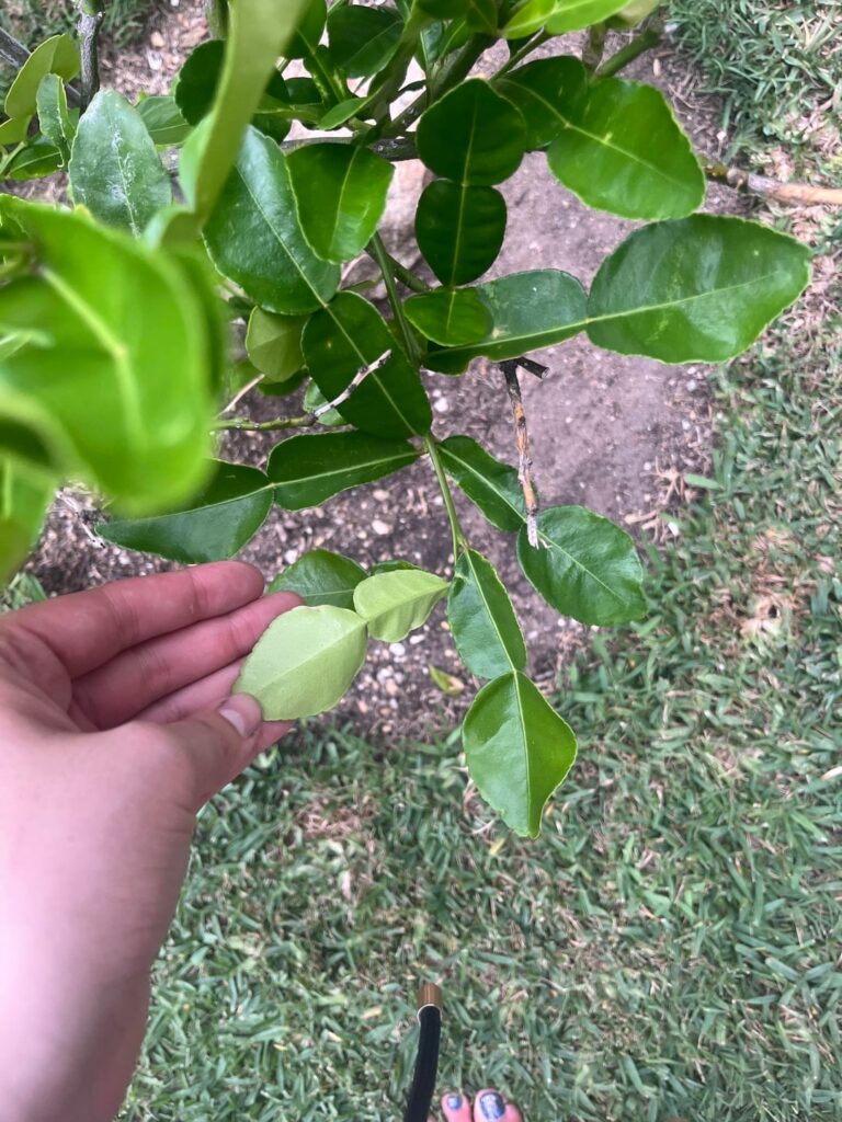 Double leaves on my tree?
