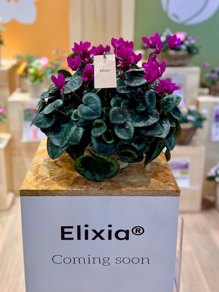 ELIXIA Cyclamen by Morel IPM ESSEN