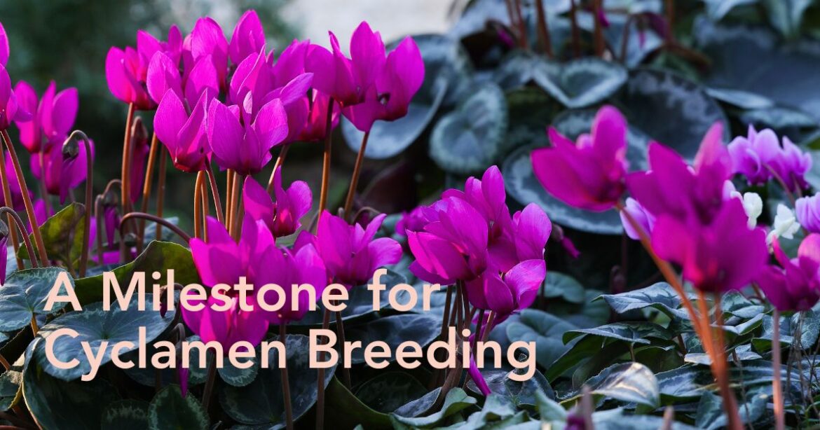 The Cyclamen That Changes Everything ELIXIA Cyclamen by Morel