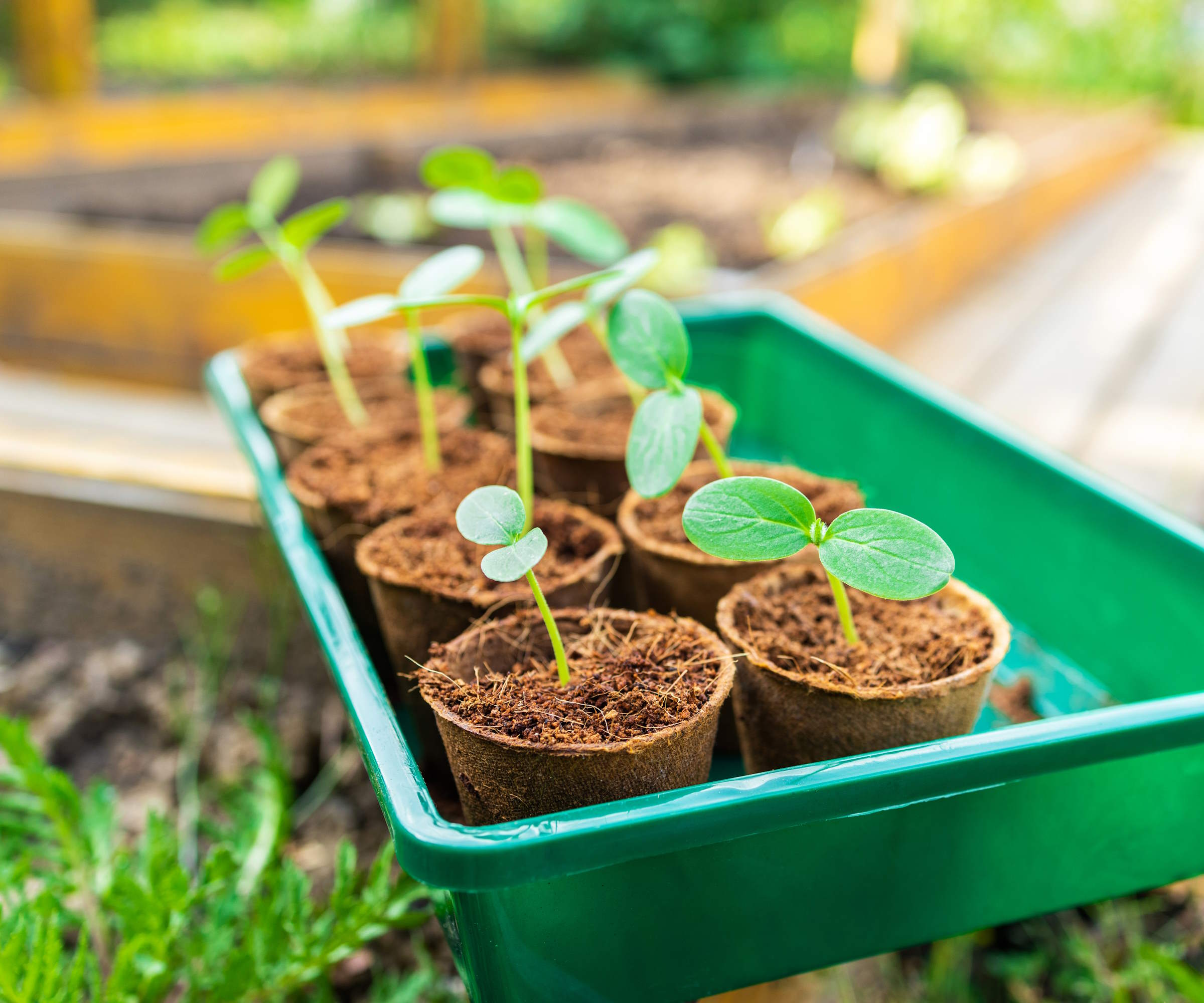 Cucumber seedlings growing in small garden pots