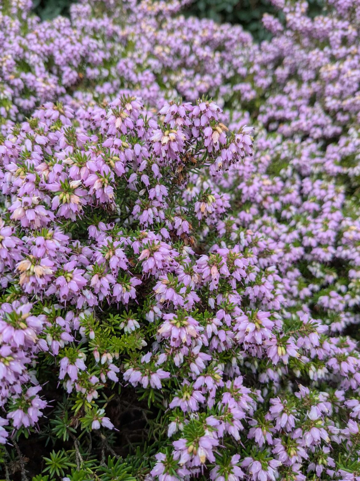 Gardening in February despite the cold wind and rain – Southwark News