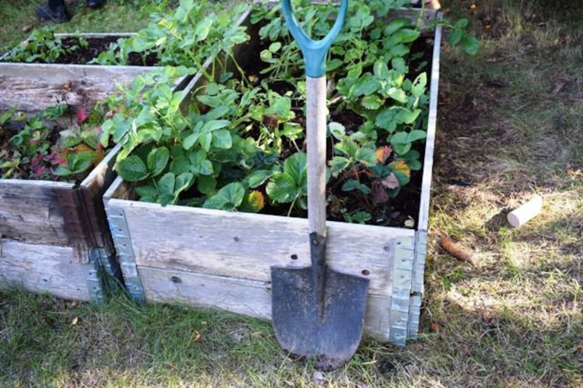 Nursery School offers lessons in gardening – AgriNews