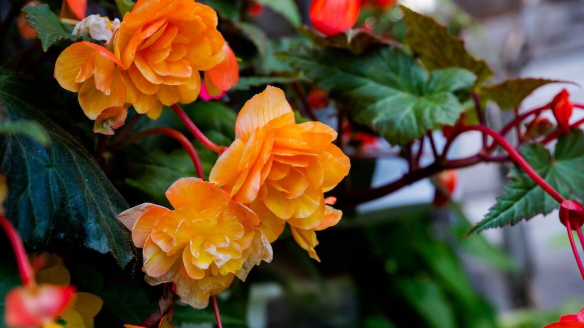 How to start begonia tubers indoors How to start begonia tubers indoors