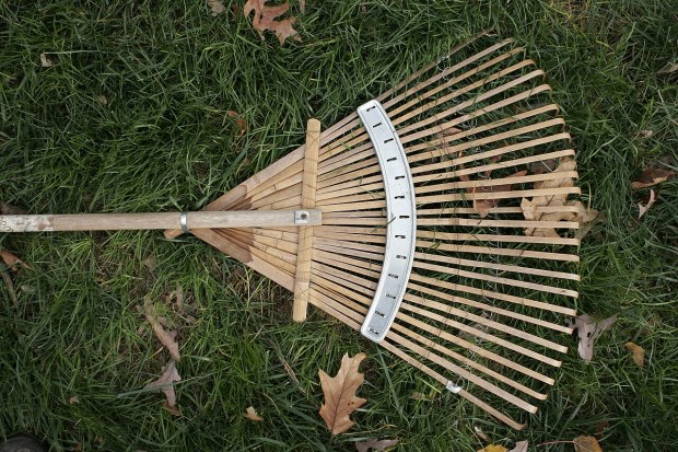 If you need a new rake, now is the time to buy one. (Wikimedia Commons)