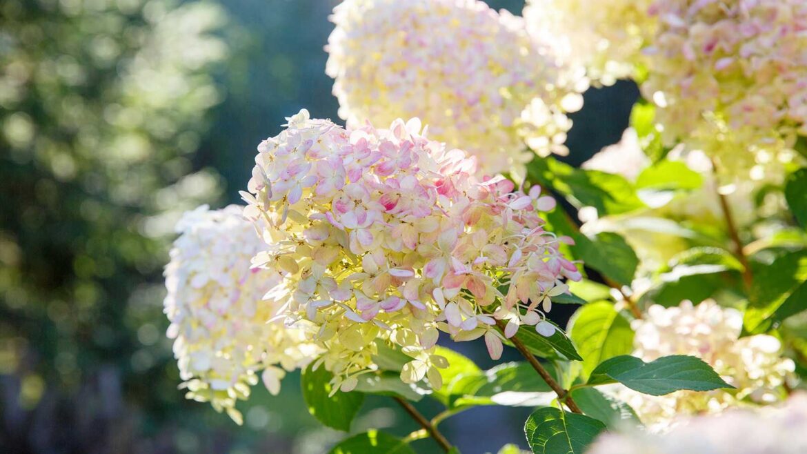 white and pink paniculata hydrangeas in bloom