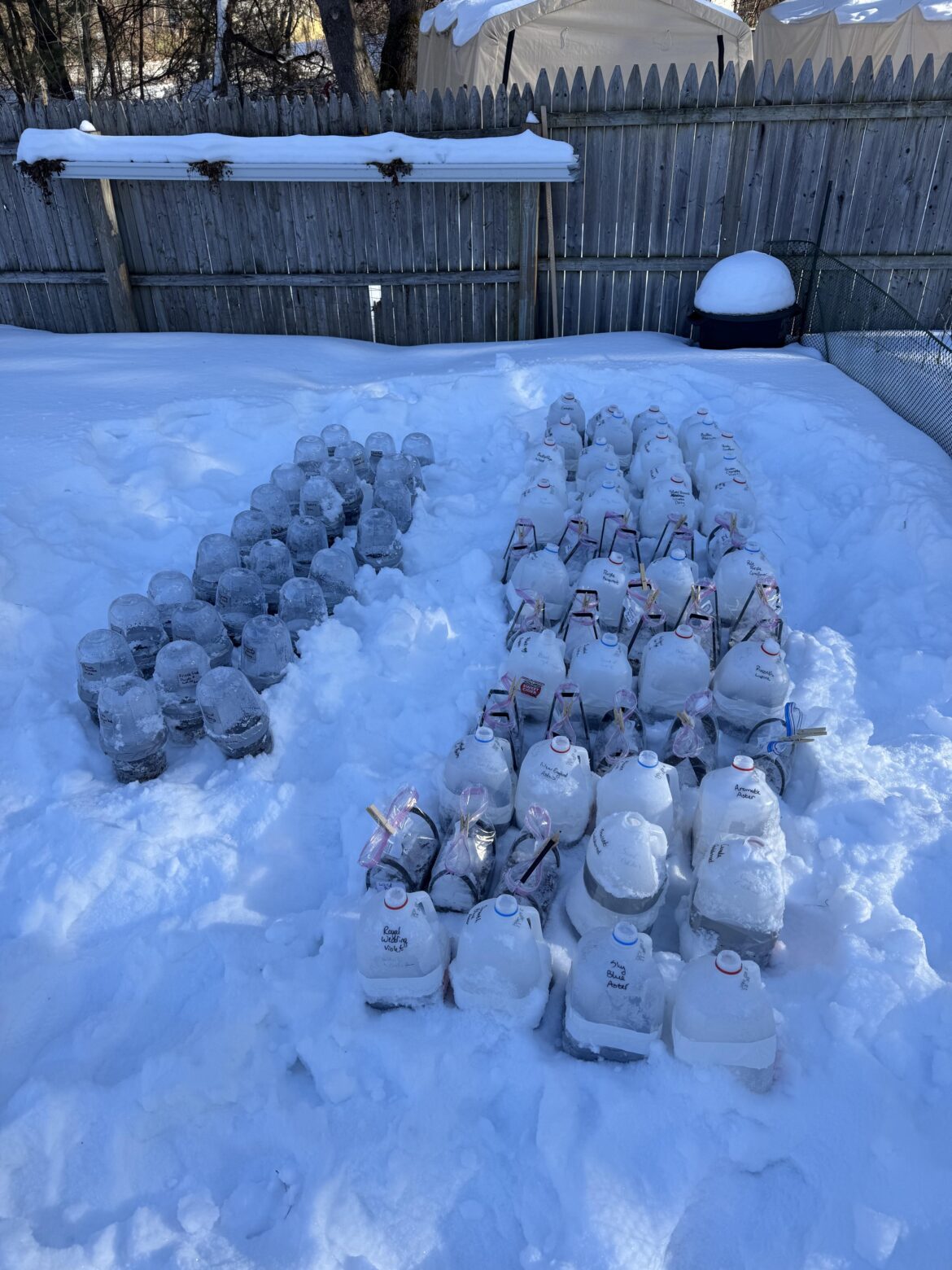 Final count of my winter sown plants! Over 70 native flowers, plus some pansies, violets, and poppies