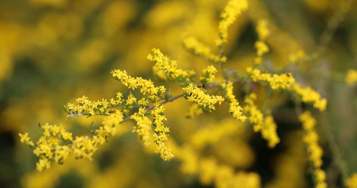 pick of the goldenrods, with mt. cuba center’s sam hoadley pick of the goldenrods, with mt. cuba center's sam hoadley