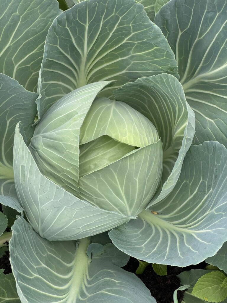 First cabbages