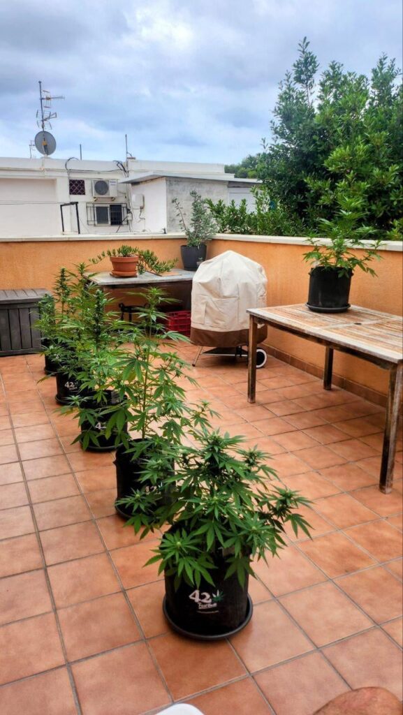 First time grow cannabis on terrace in Spain