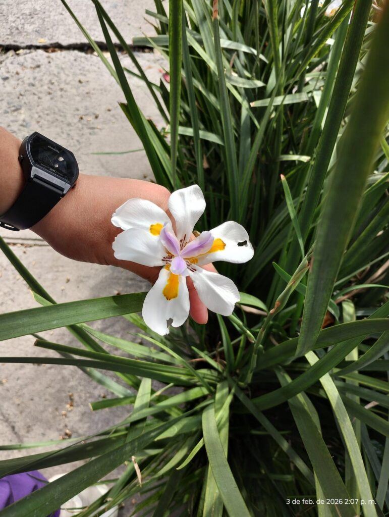 Flower I spotted in a street planter — Dietes iridioides?