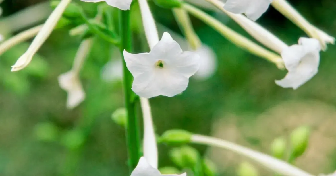 Nicotiana | Napa Master Gardener Column Nicotiana | Napa Master Gardener Column