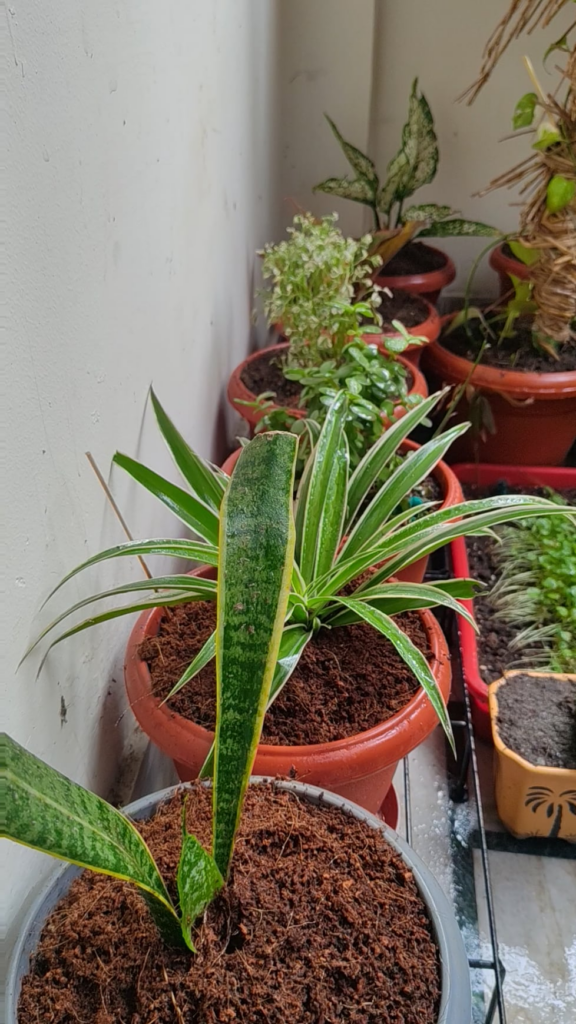 From clinical depression to my first petunia bloom, this tiny balcony saved a part of me