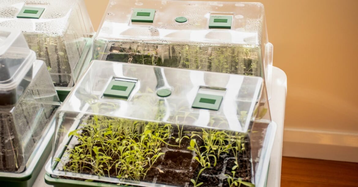 How can I start growing my own plants from seed this spring? – The Irish Times How can I start growing my own plants from seed this spring? – The Irish Times