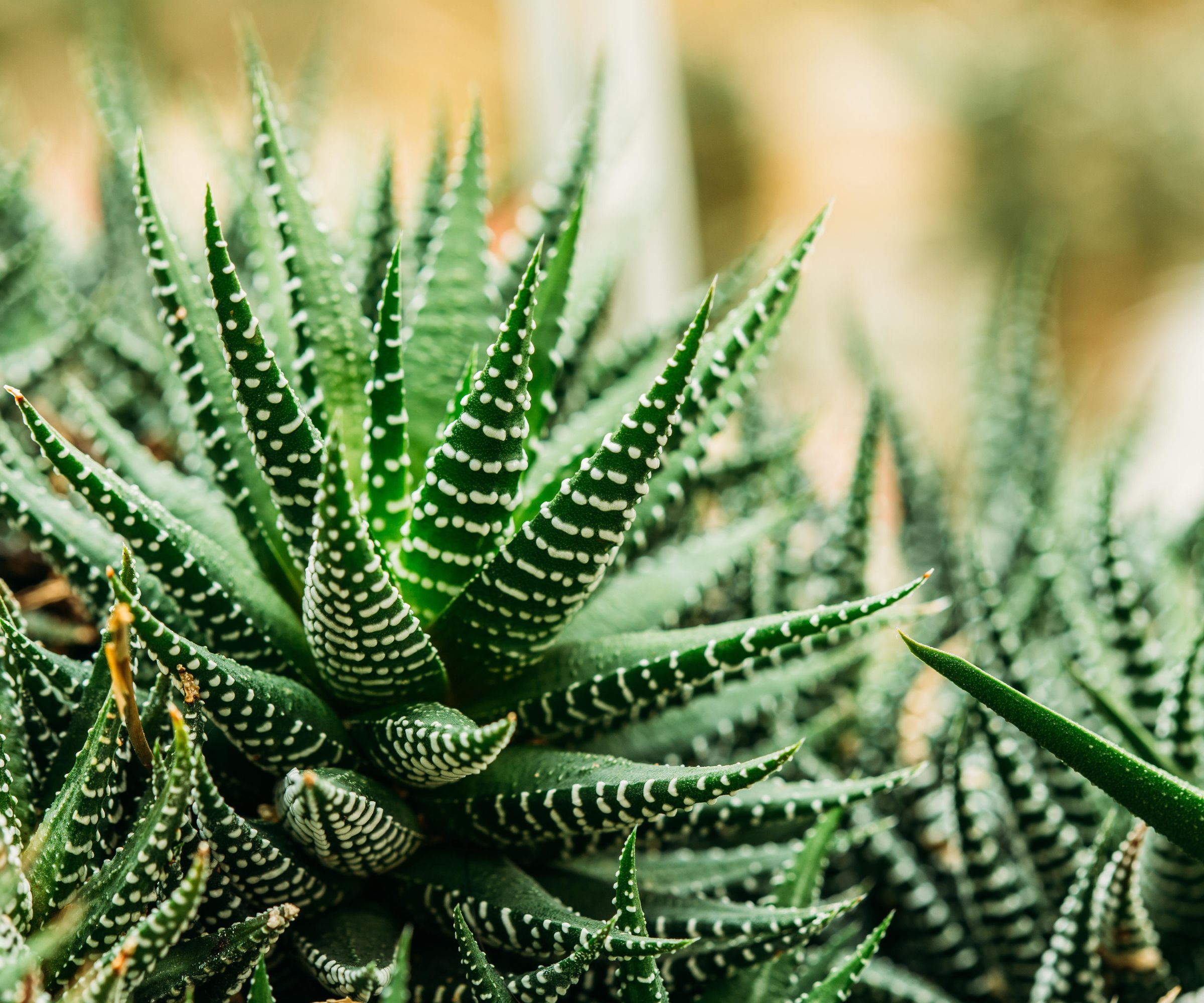 Haworthia close-up