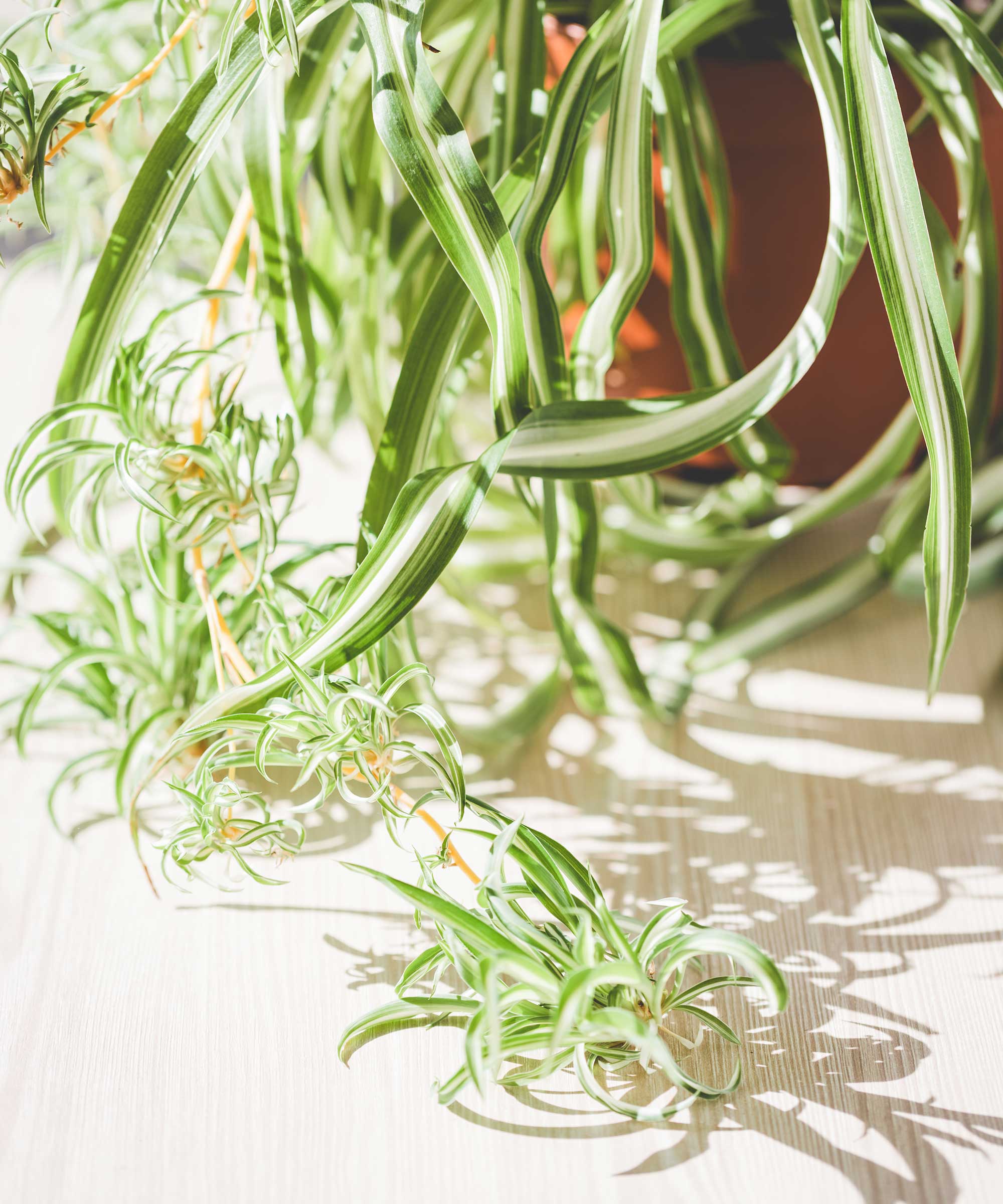 spider plant