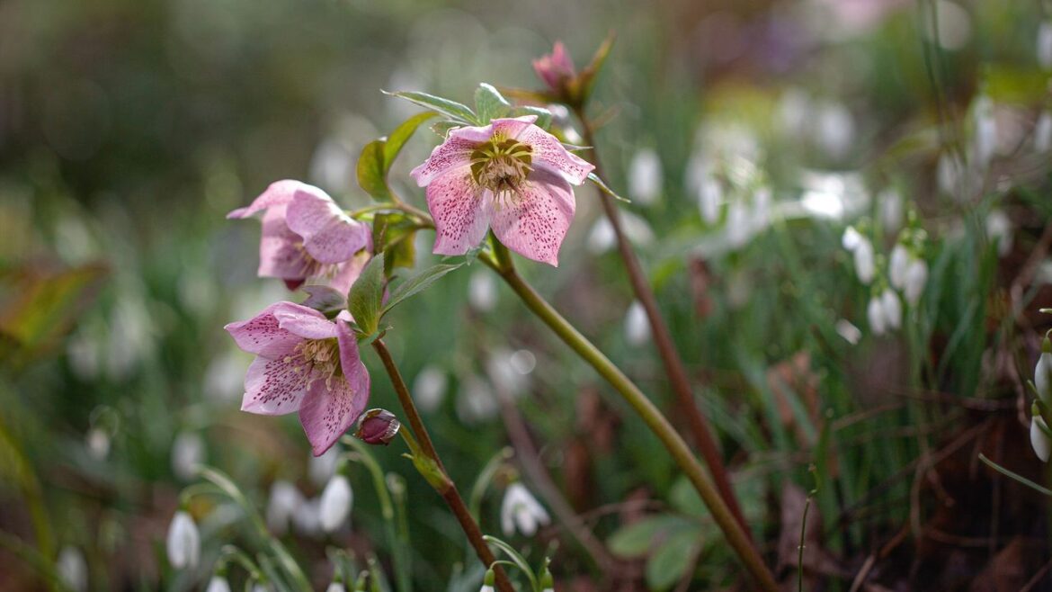 A remote Welsh garden full of inspiration for early spring planting