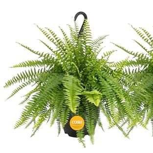 Costa Farms Ferns (2 Pack), Live Premium Boston Fern Plants in Hanging Basket Planters, Houseplants Potted in Soil Potting Mix, Outdoor Garden Gift, Beautiful Home Patio D&eacute;cor, 16-Inches Tall