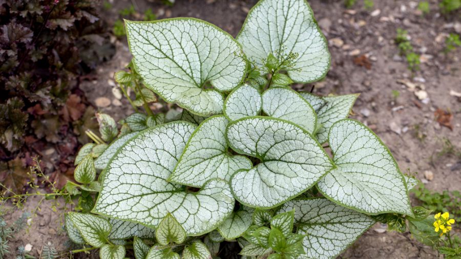 The KSL Greenhouse Show’s plant of the week: Brunnera macrophylla ‘Jack Frost’ Heartleaf brunnera, Siberian bugloss or "Jack Frost" in a garden....