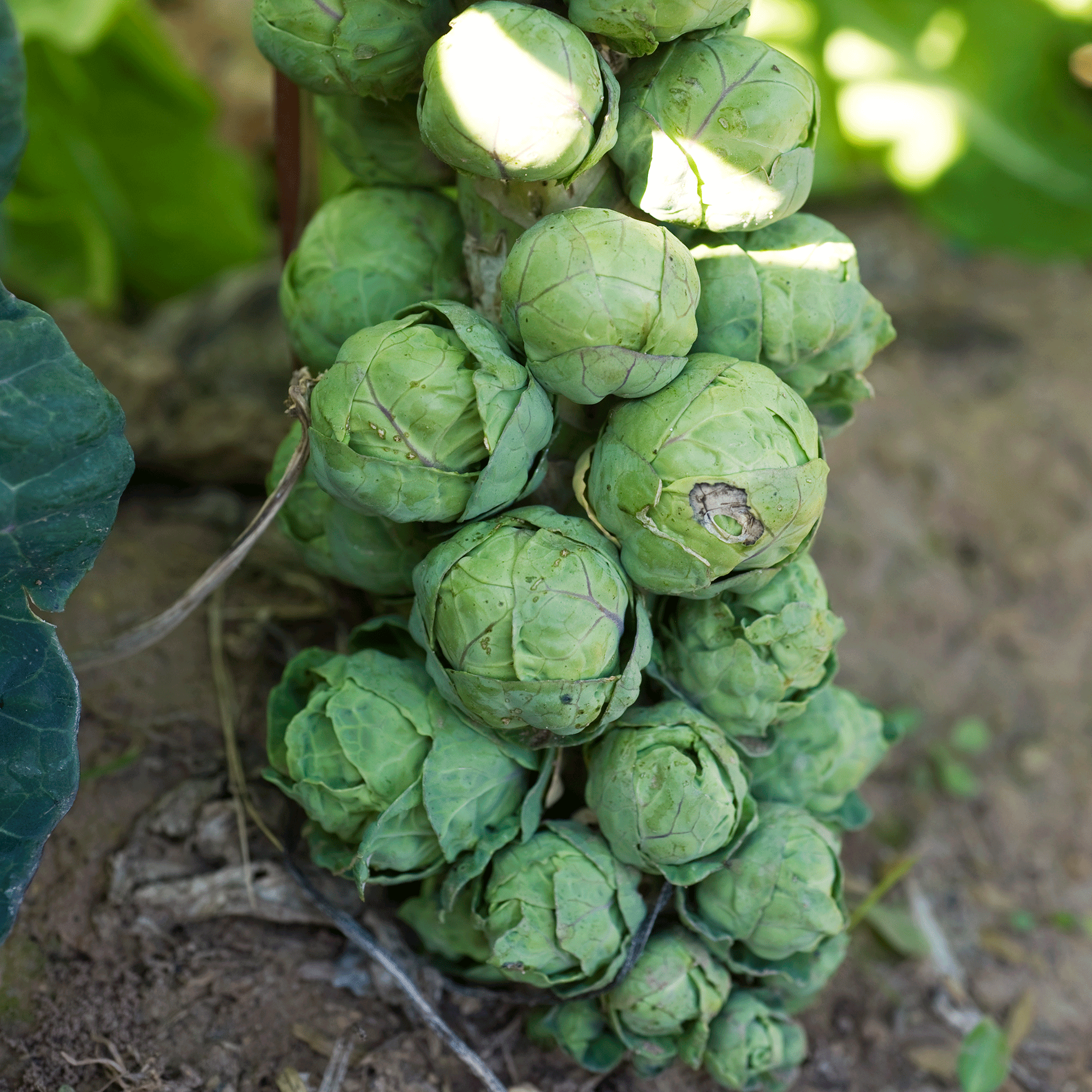 Brussel Sprouts