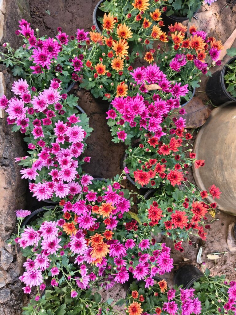 Garden Full of Dreams