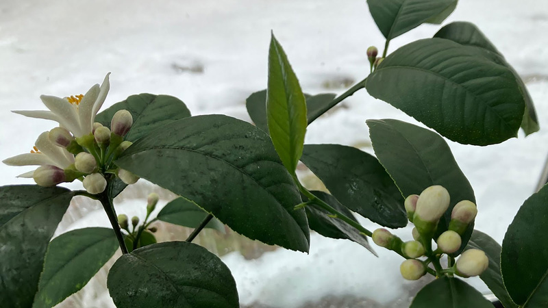 Garden Notes: Citrus in winter Garden Notes: Citrus in winter