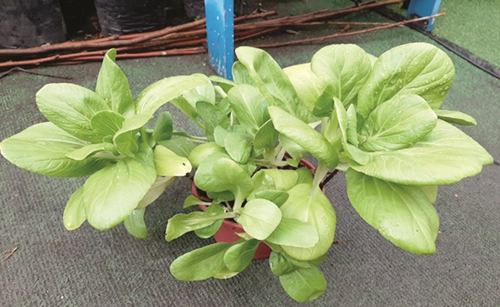 A pot of vegetable ready to be harvested.  