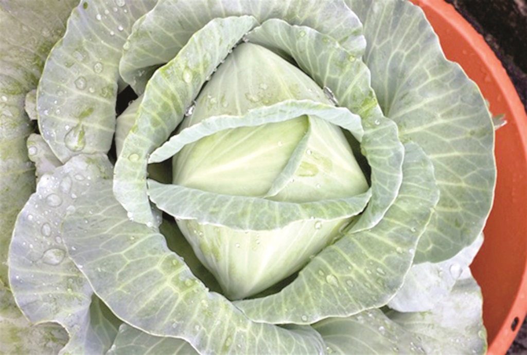 A single cabbage plant in a pot.