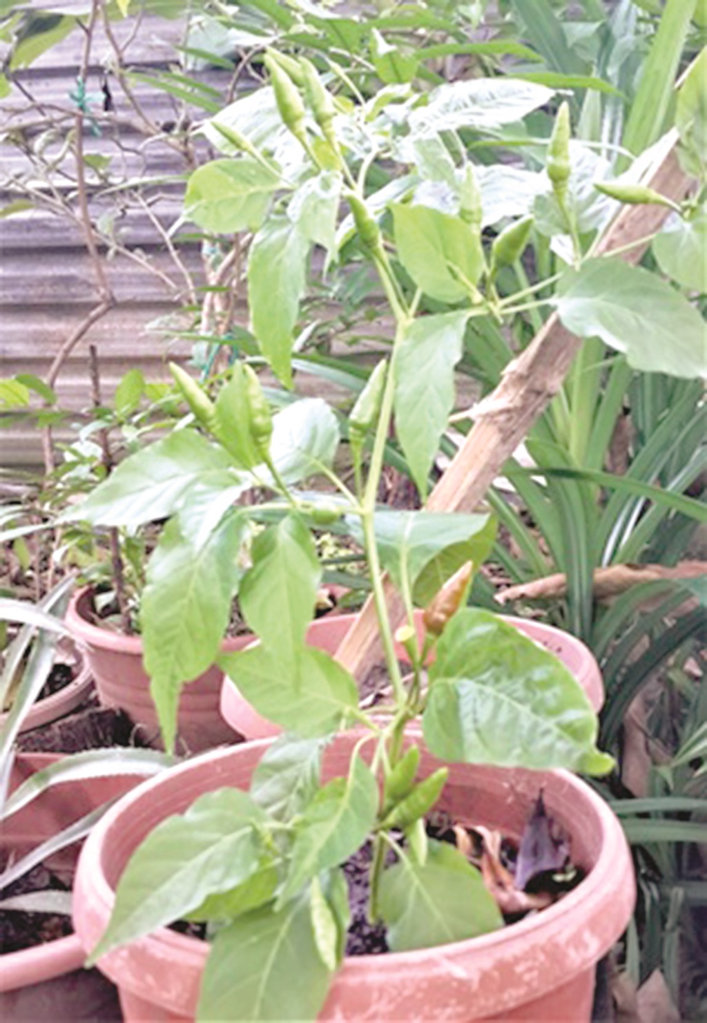 A potted chilli plant.  