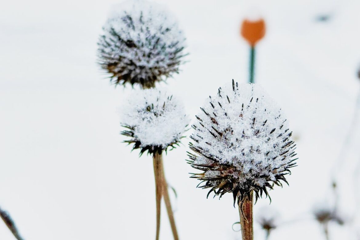 Eleven romantic garden walks for a Valentine’s Day date Eleven romantic garden walks for a Valentine’s Day date