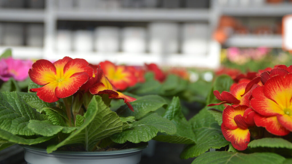 German gardening market declines sl...