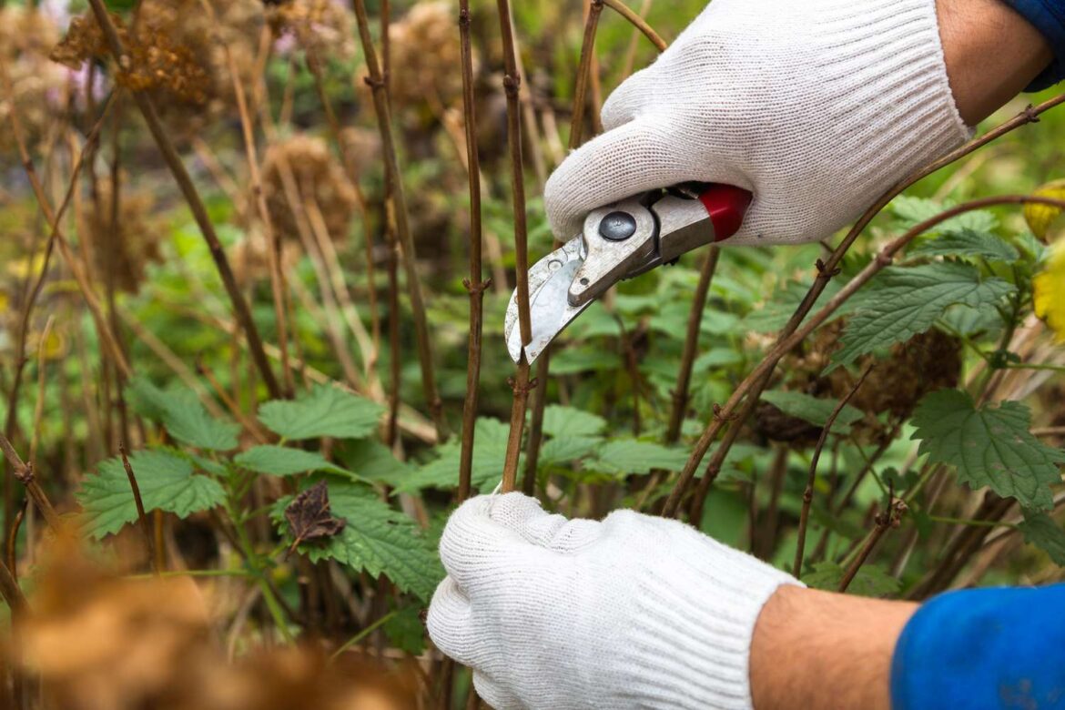 When Is It Too Late To Cut Back Hydrangeas? Here’s What Gardeners Need To Know When Is It Too Late To Cut Back Hydrangeas? Here’s What Gardeners Need To Know