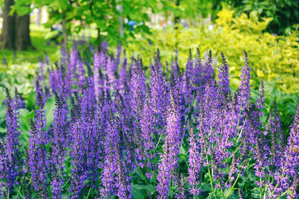 7 Hardy Perennials to Plant in March for a Low-Maintenance, Dreamy Garden