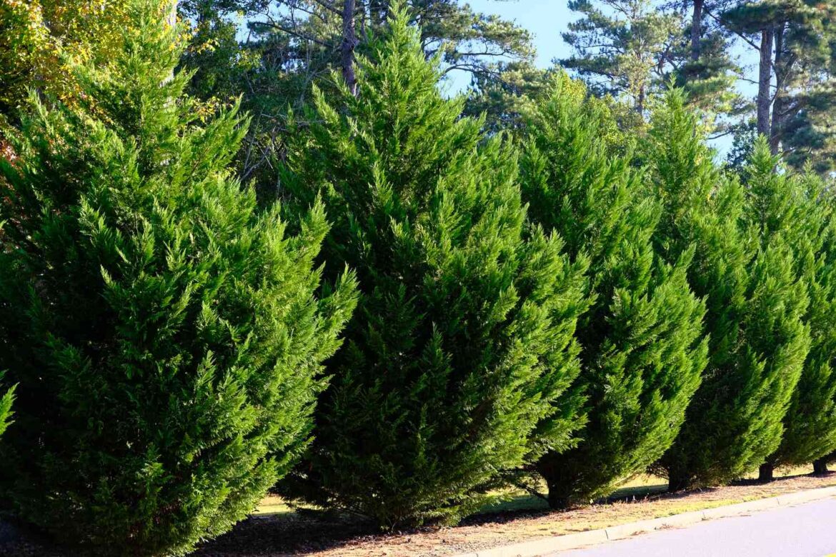 9 Evergreen Trees You Should Never Plant in Your Yard