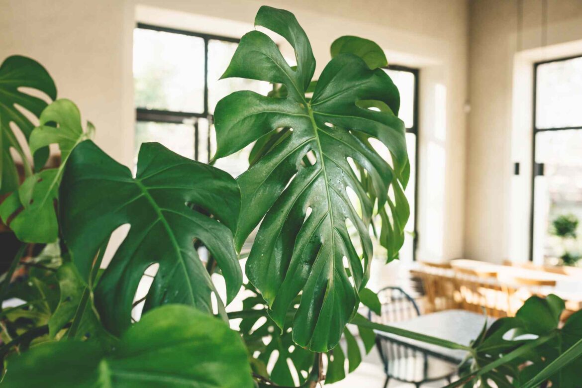 7 Houseplants Minimalists Never Grow, According to Organizing Pros