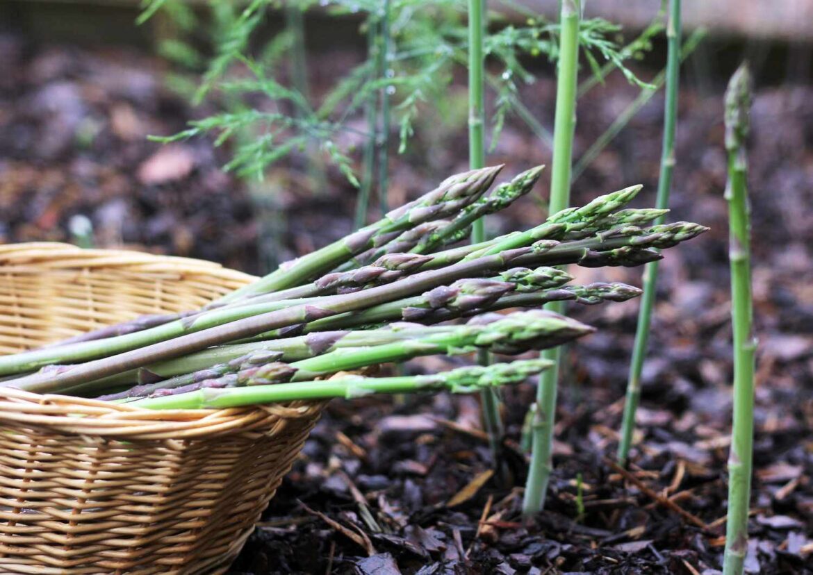 How to Grow Asparagus and Keep It Thriving for Decades