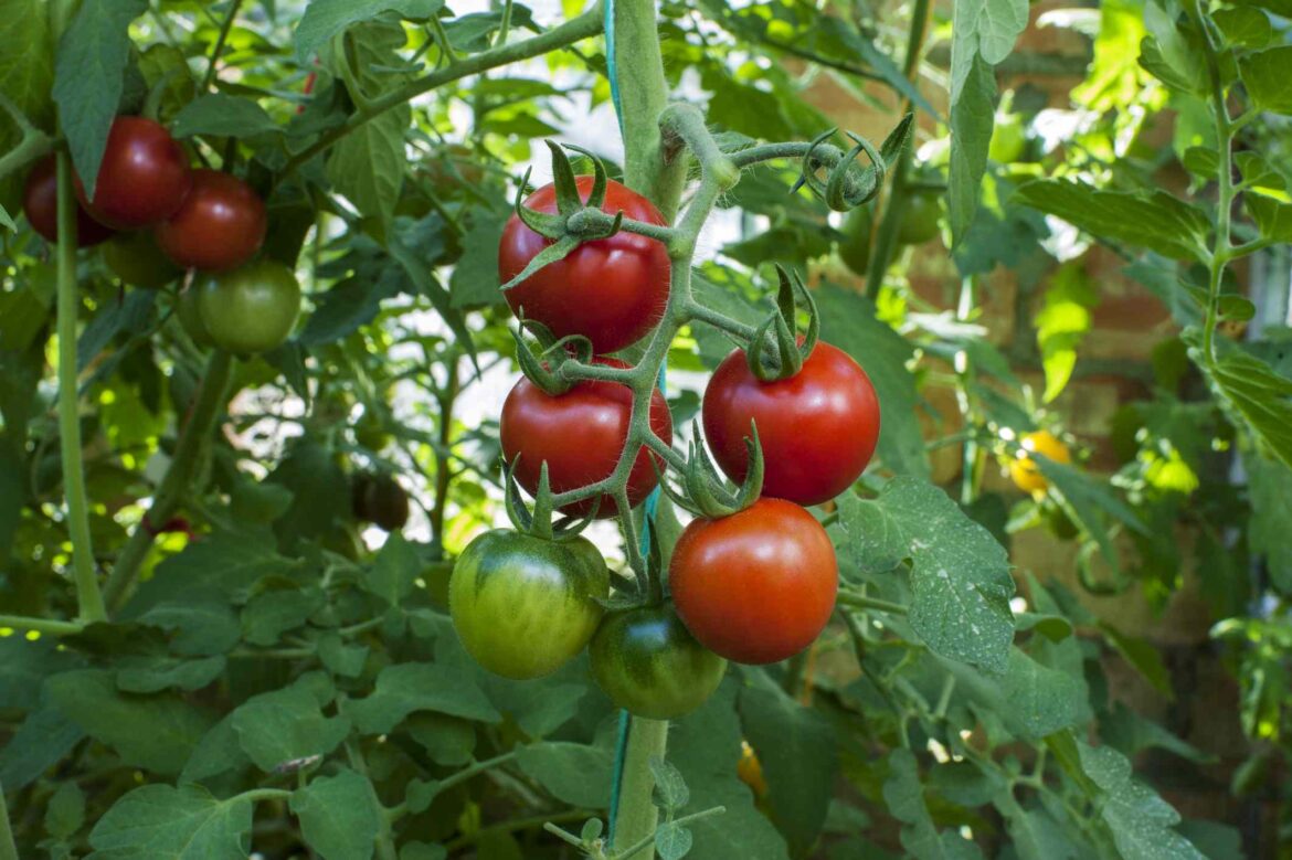 11 Plants You Should Never Grow With Tomatoes, a Gardener Says