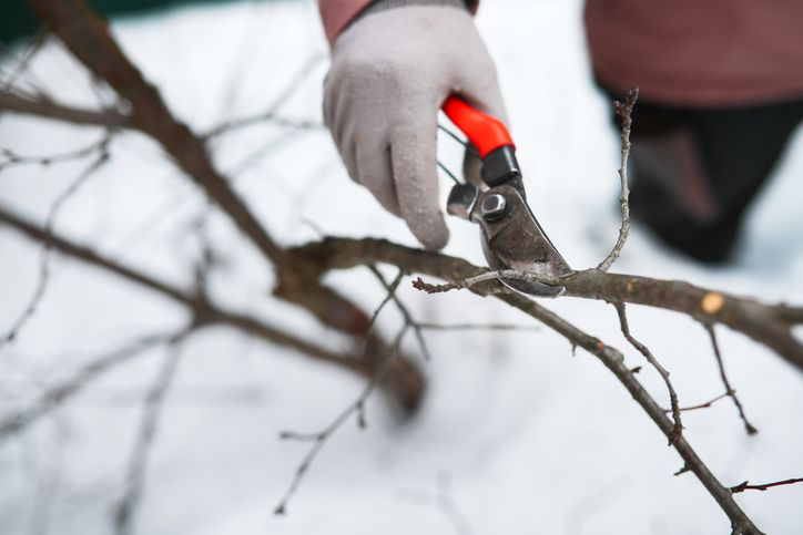 Don’t Prune These 5 Shrubs Yet—February Is Too Soon, Gardeners Warn Don’t Prune These 5 Shrubs Yet—February Is Too Soon, Gardeners Warn