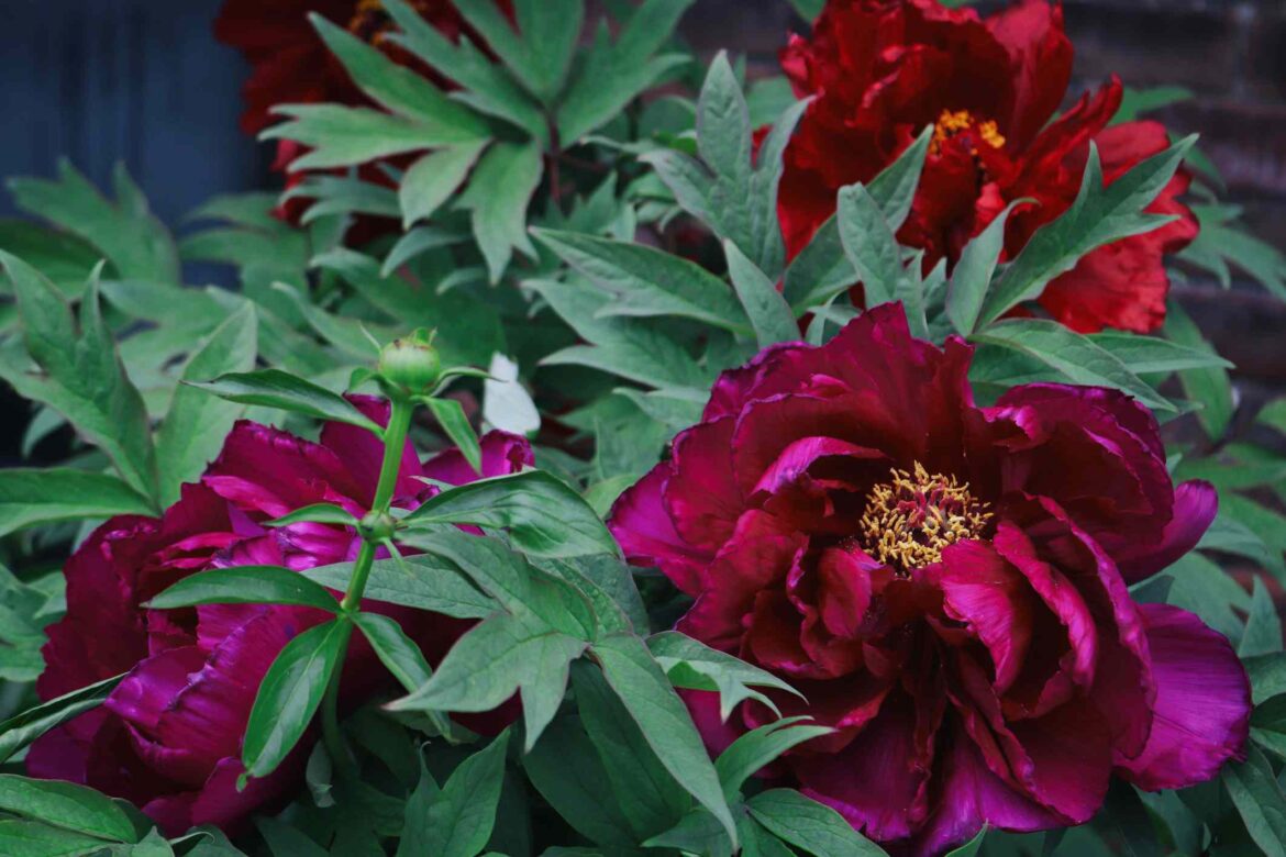 8 Plants You Should Grow With Peonies This Spring, Gardeners Say 8 Plants You Should Grow With Peonies This Spring, Gardeners Say