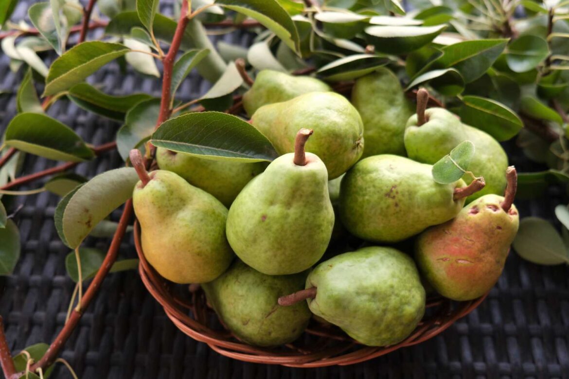 8 Fruit Trees You Shouldn't Grow Indoors