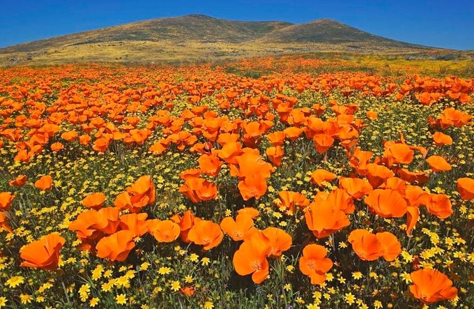 Usa, California, Antelope Valley, California Golden Poppies