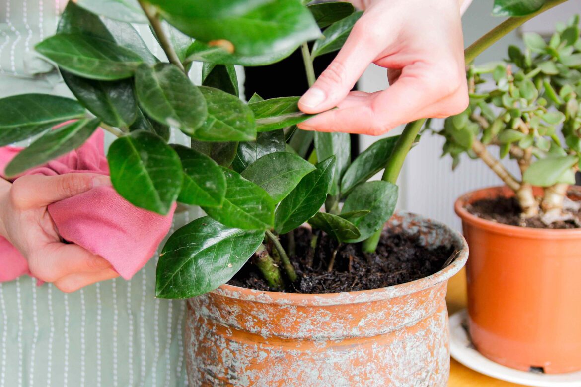 How Dust Accumulating on Plants Can Harm Them, According to Garden Pros