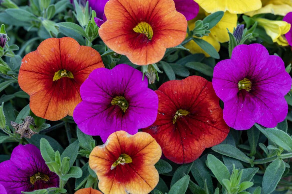 6 Seeds To Start In February To Give Your Garden An Early Start