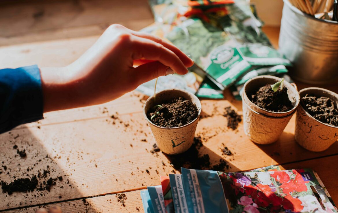 10 Flower Seeds to Start in February for a Stunning Spring Garden