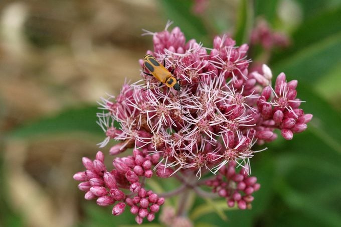 Joe-pye weed Eupatorium purpureum and Pennsylvania Leather wing Chauliognathus pennsylvanicus