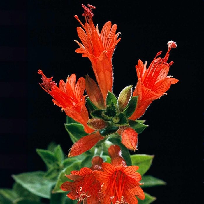 Epilobium Canum Ssp. Angustifolium (california Fuchsia, Hummingbird Trumpet)