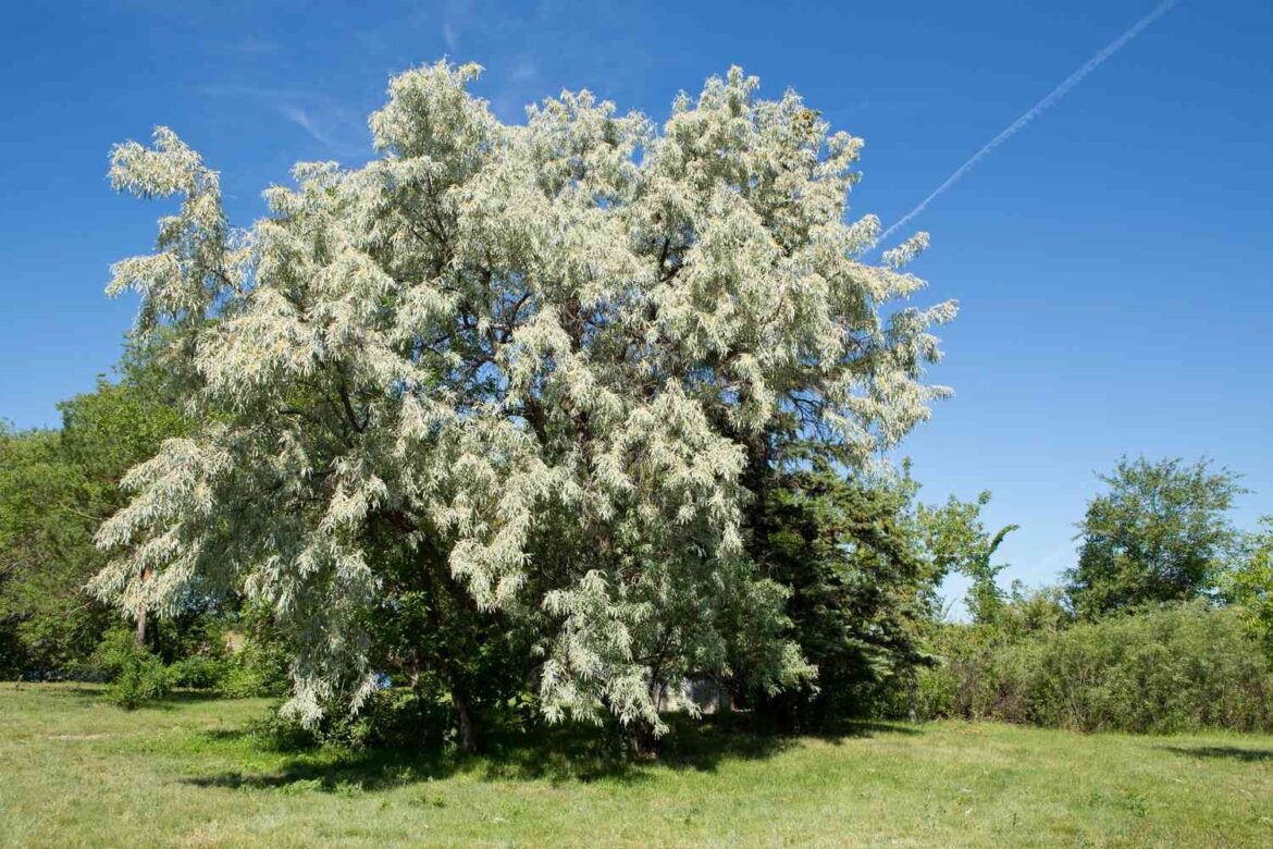 6 Invasive Trees You Should Never Plant, Experts Say